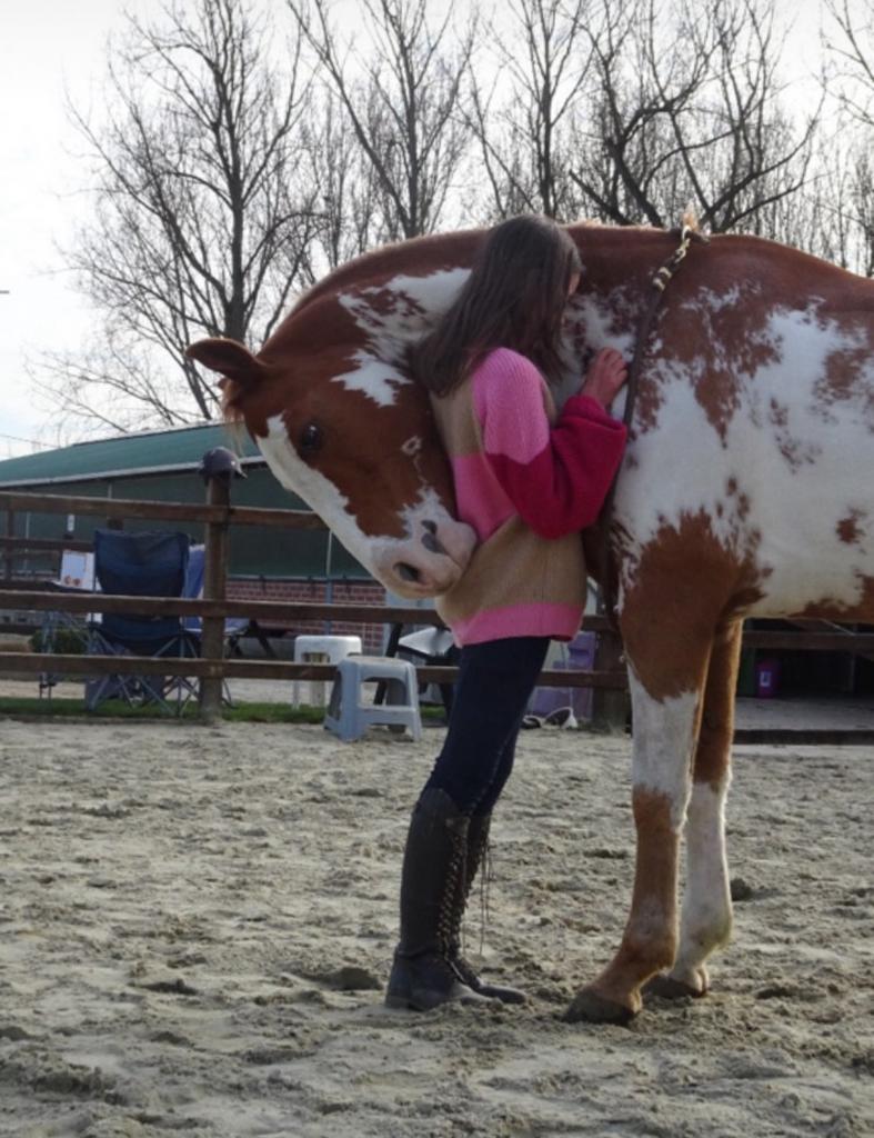 Op zoek naar een verzorger voor braaf en betrouwbaar paard, Hongre