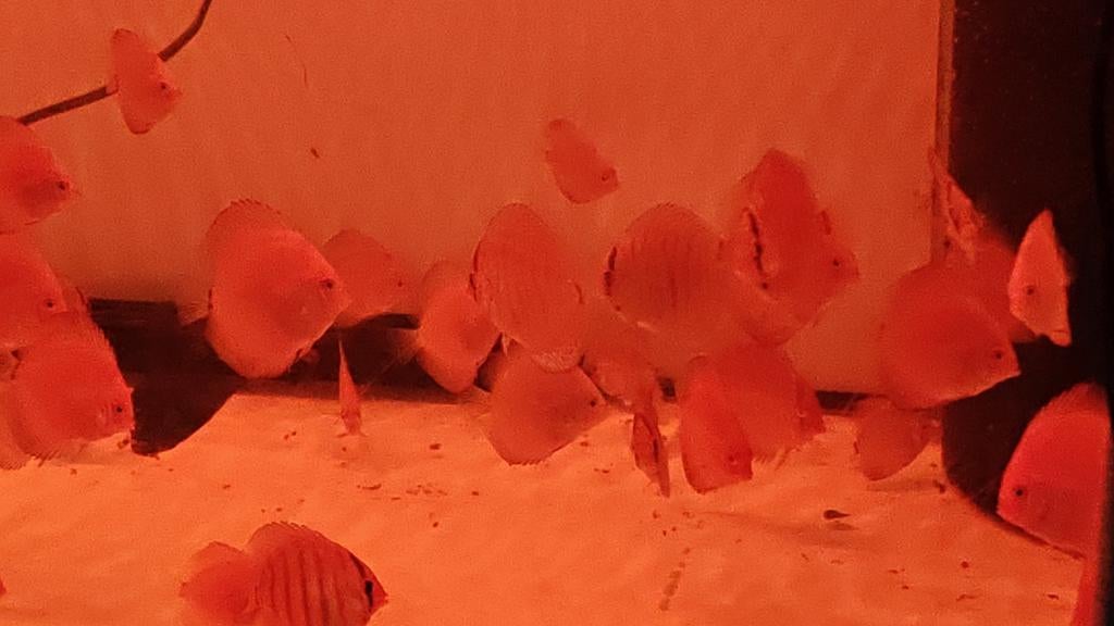 Jonge gekweekte discusvissen Averbode