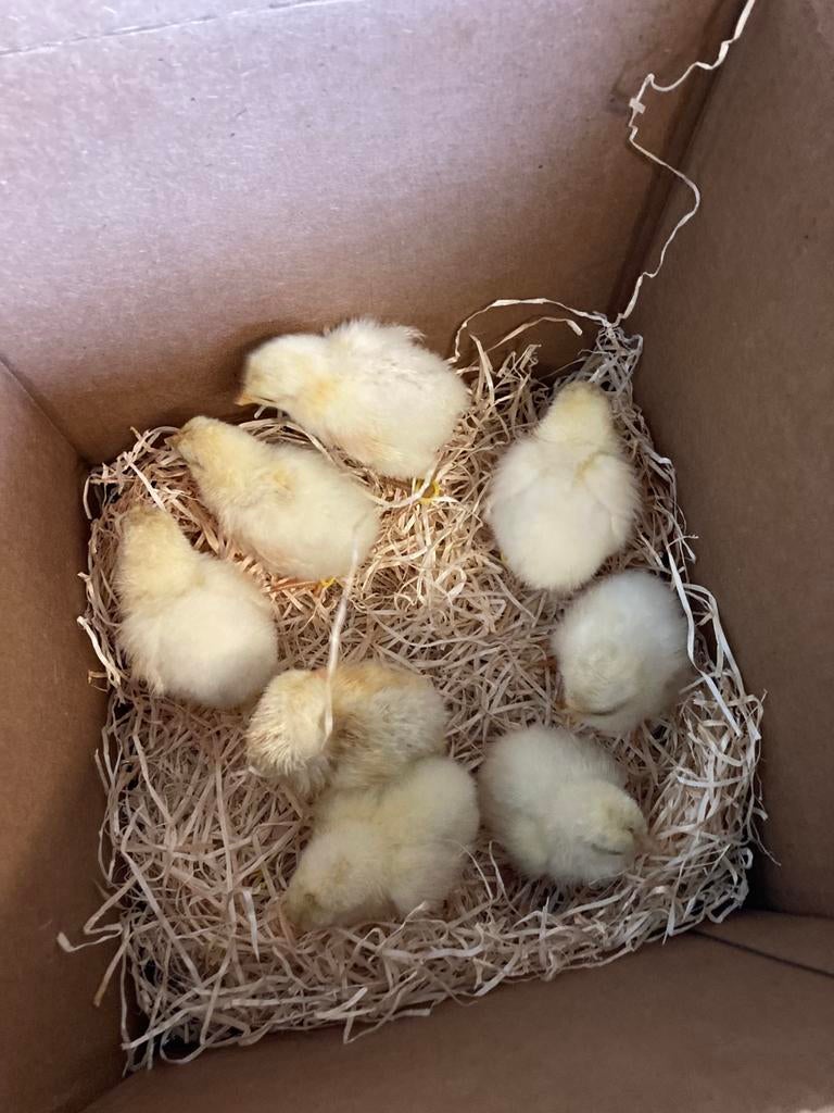 Broedeieren van Bresse kippen en kuikens parelhoen, Enlèvement, Comme neuf