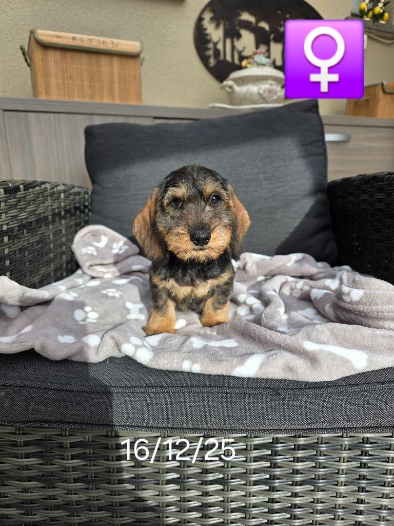 mooie ruwhaar teckel pups, Dieren en Toebehoren, Honden | Teckels en Dashonden, België, 8 tot 15 weken, Dwerg, Parvo