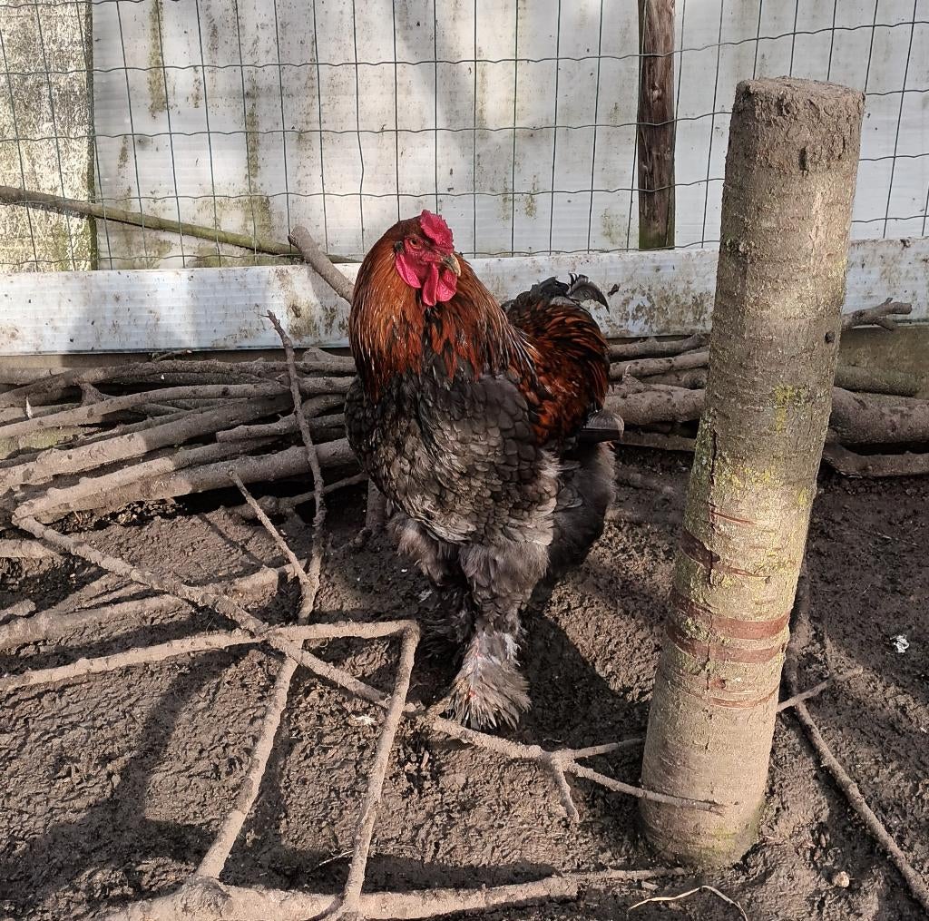 brahma hanen, Dieren en Toebehoren, Pluimvee, Mannelijk, Kip