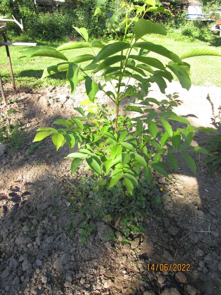 3 Notelaars (waln) ,  hazelaars (struik), 1 jonagold (appel), Tuin en Terras, Ophalen