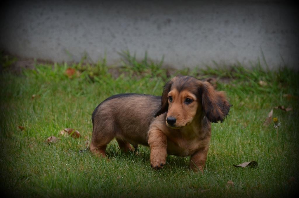 Chiot teckel à poil long brun, Animaux & Accessoires, Chiens | Teckels & Bassets, Chien (mâle), Belgique, Poils longs, Un chien