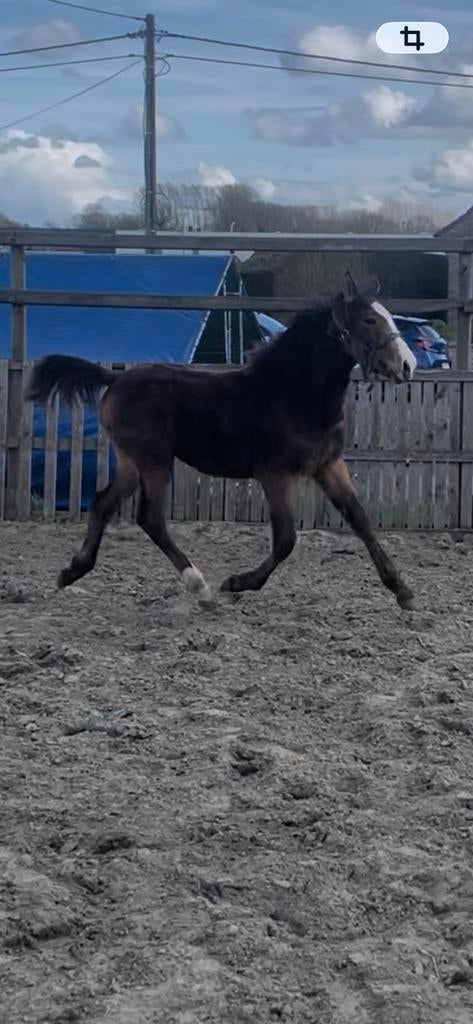 Mooie valk jaarling, Dieren en Toebehoren, Gechipt, 0 tot 2 jaar, Hengst, Onbeleerd