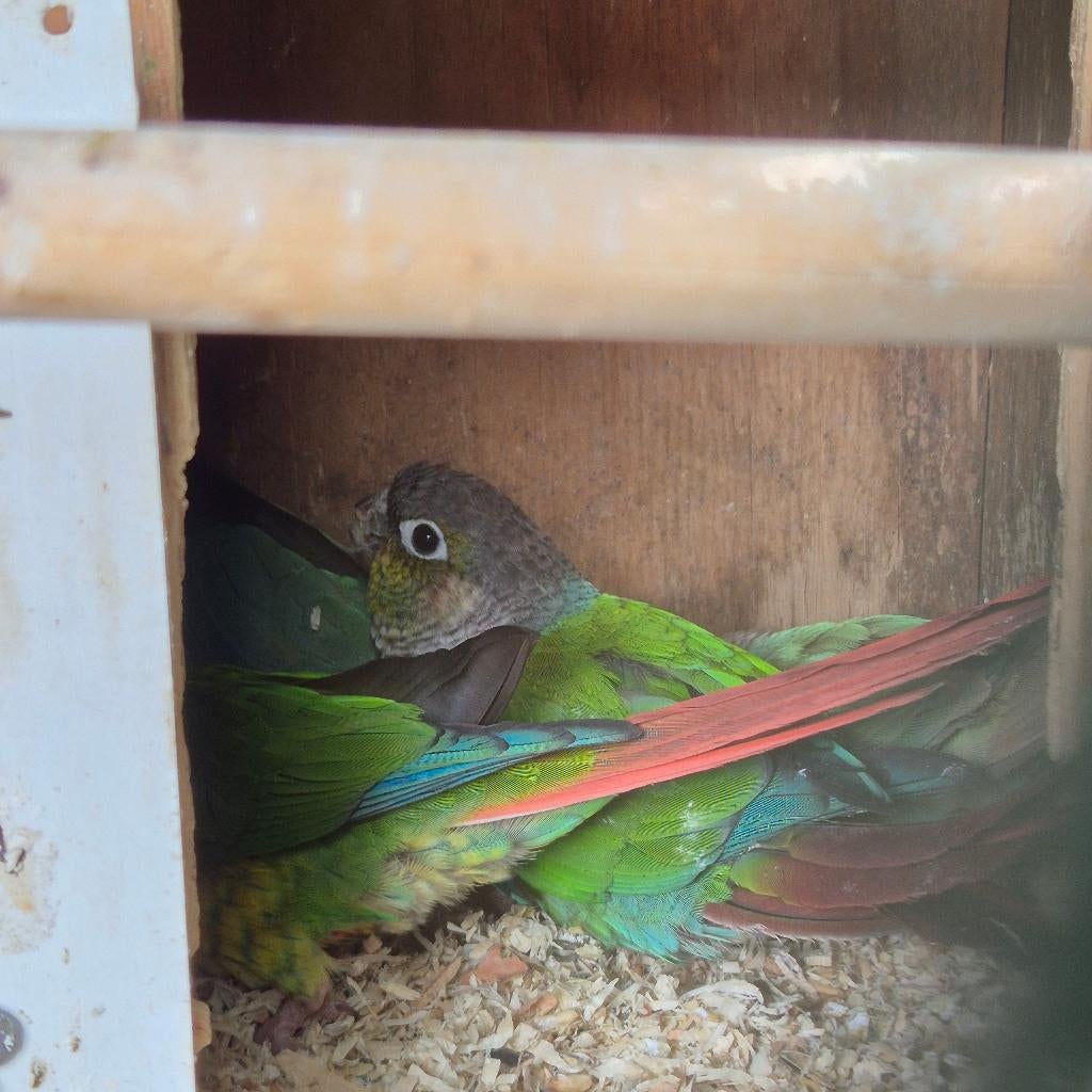 Pyrhurras, Dieren en Toebehoren, Meerdere dieren, Papegaai, Geringd