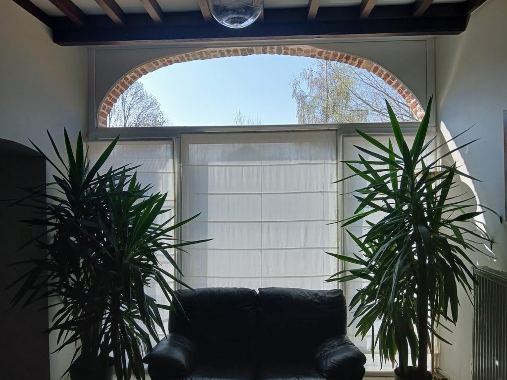 YUCCA, Maison & Meubles, Enlèvement