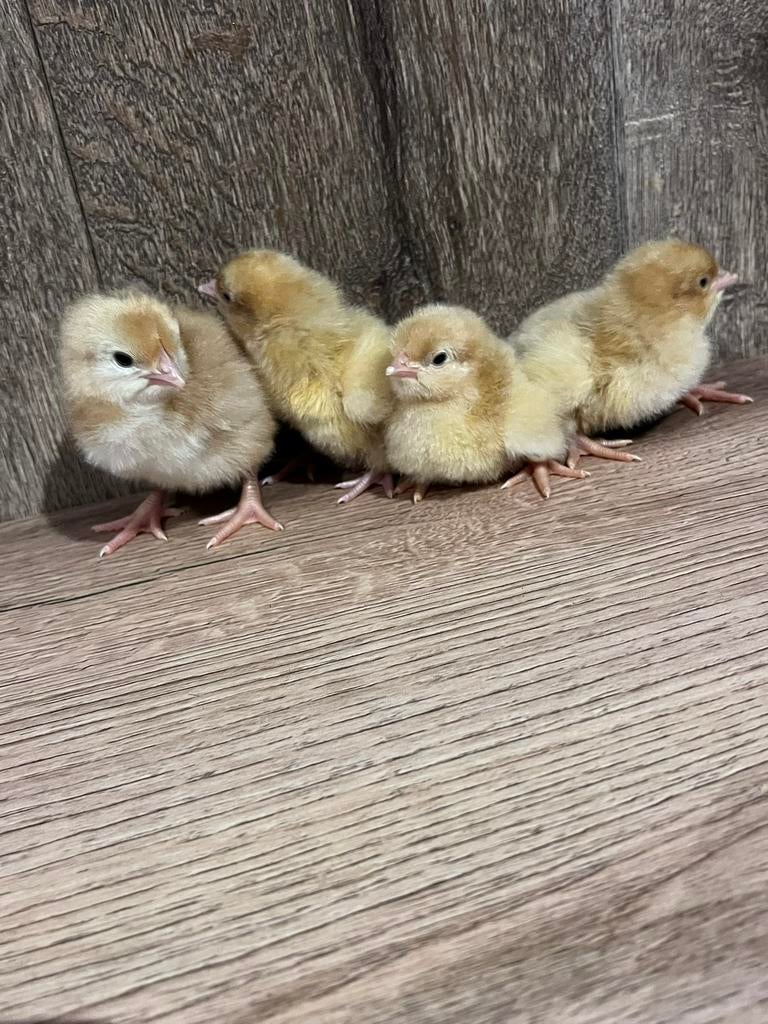 Pas geboren kuikentjes te koop