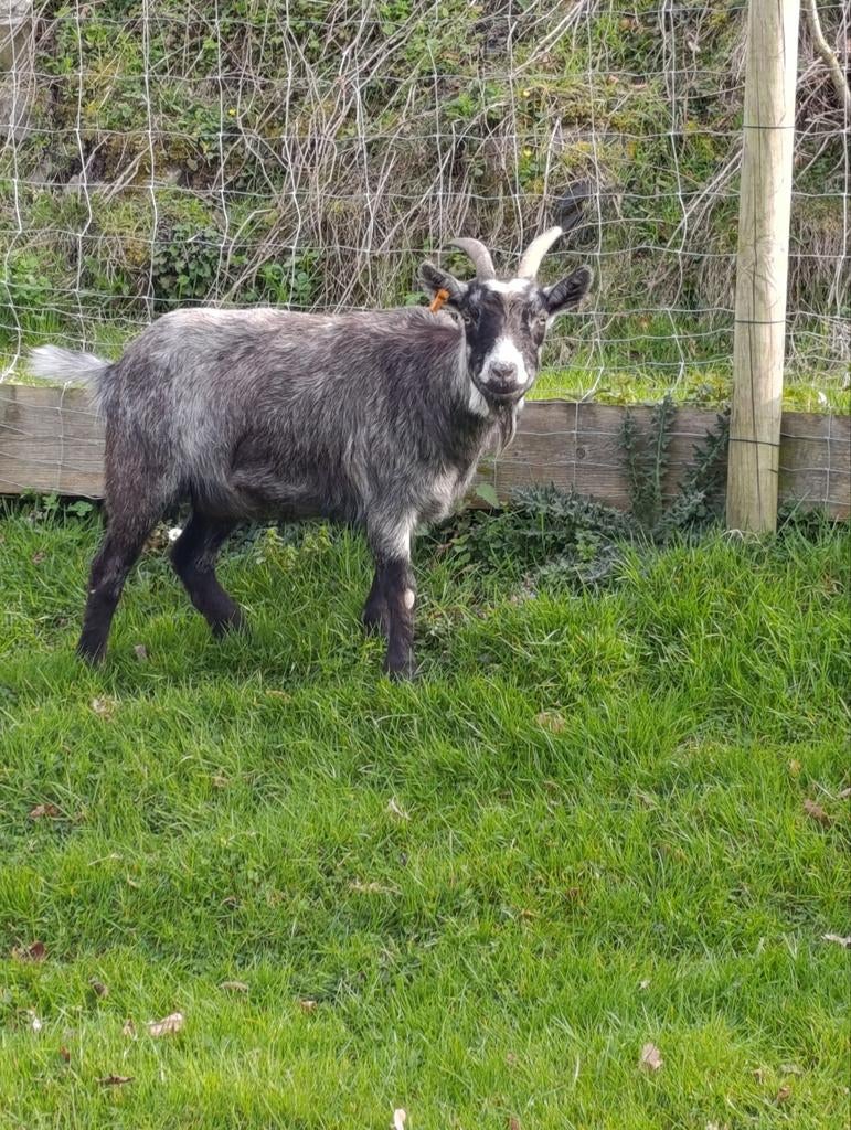 Dwerggeitmelkgeit, Dieren en Toebehoren, Schapen, Geiten en Varkens
