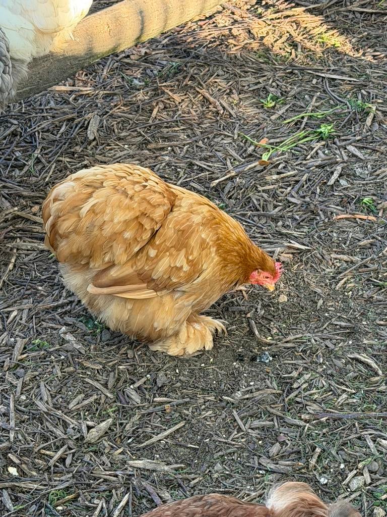 Te koop: 3 Cochin kriel hennen – prachtige buff kleur, Dieren en Toebehoren, Pluimvee, Vrouwelijk, Kip