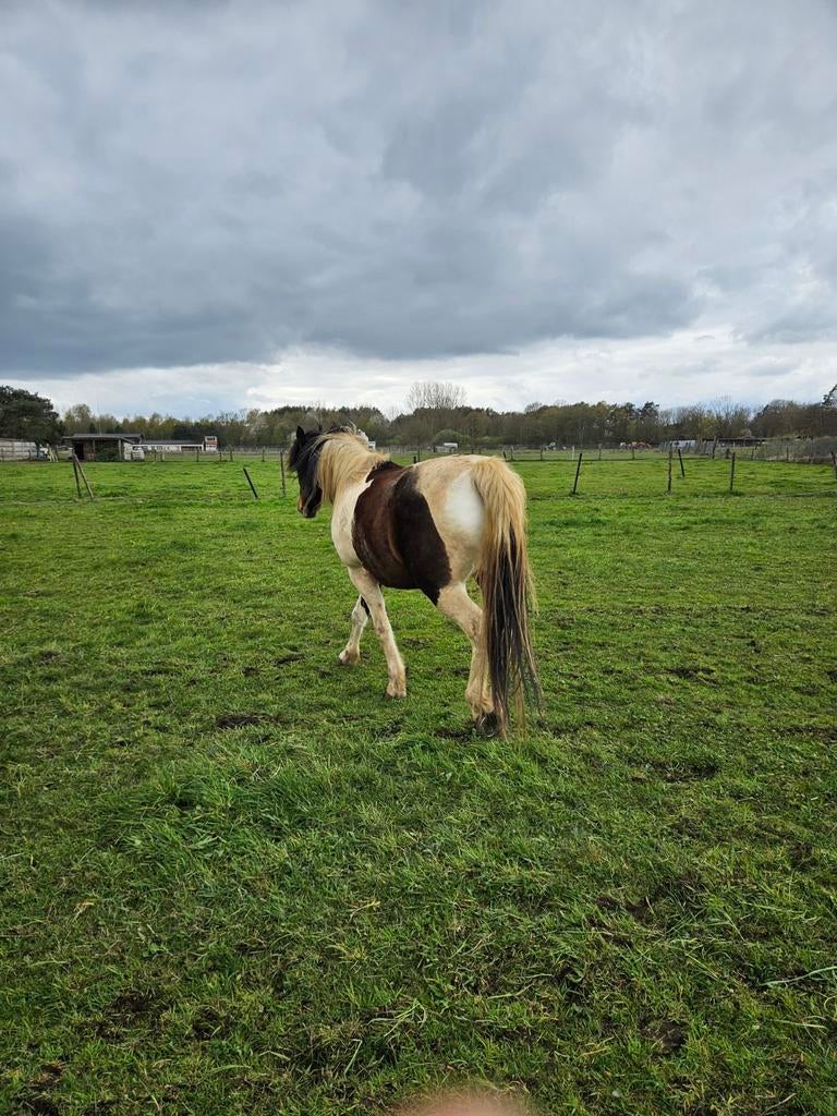 19 jarig paard te koop, Dieren en Toebehoren, Paarden, Zadelmak