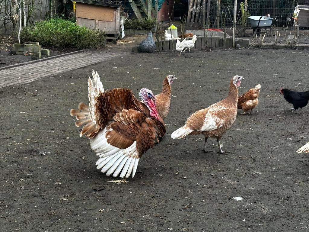 Rode ardenner kalkoenen broedeieren €2,50, Dieren en Toebehoren, Pluimvee, Geslacht onbekend, Kalkoen