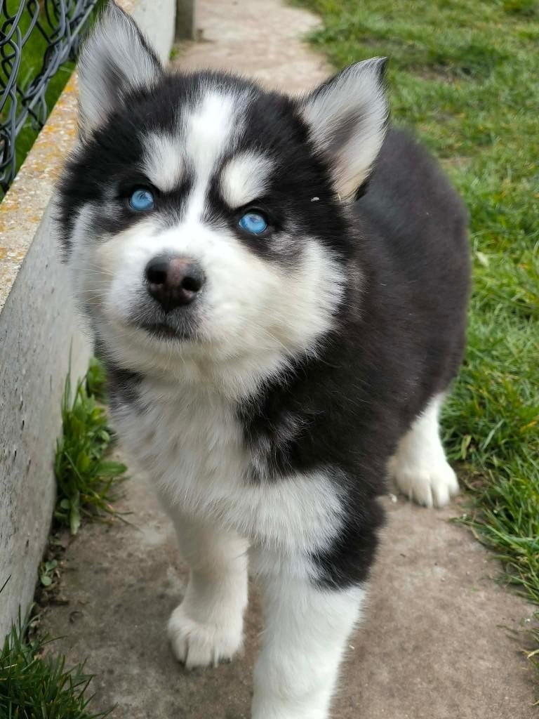 Belgische husky's beschikbaar!!, Dieren en Toebehoren, Parvo, België, Overige rassen, 8 tot 15 weken