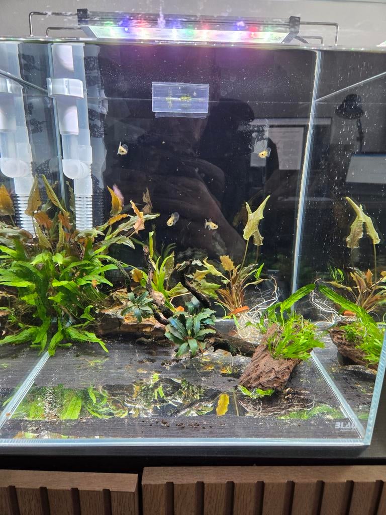 Hardscape met planten, Enlèvement