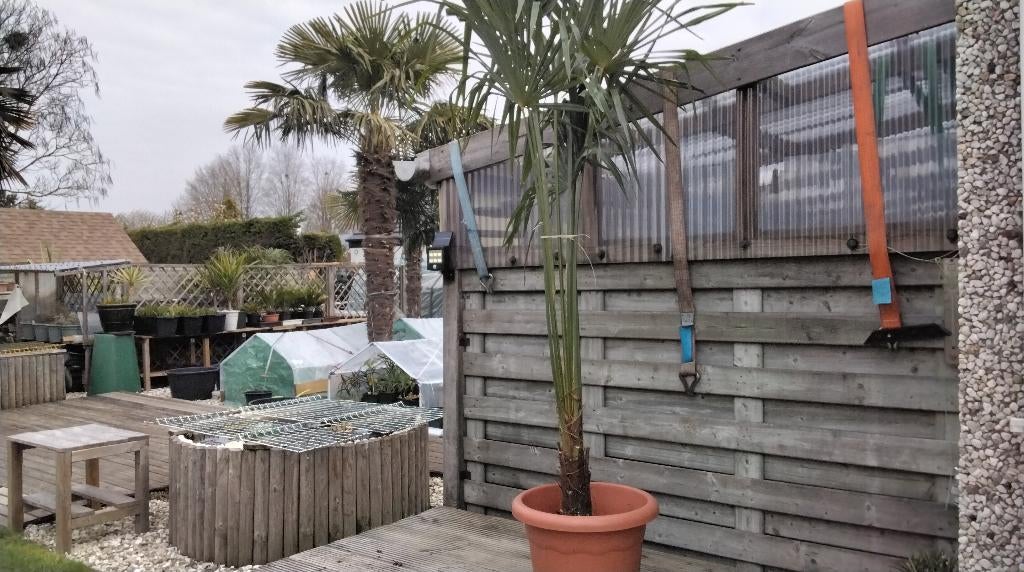 Palmier trachycarpus, Enlèvement