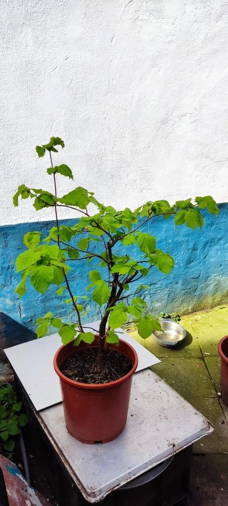 Noisetier sans pot, Enlèvement