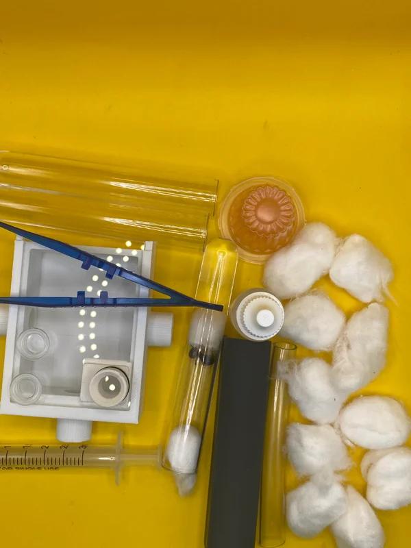 Kit de démarrage Camponotus Ligniperda pour fourmis, Animaux & Accessoires, Insectes & Araignées, Fourmis