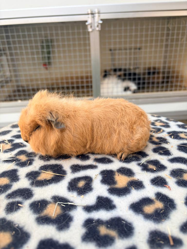 Ch teddy mannetjes / beertjes california raszuiver, Dieren en Toebehoren, Knaagdieren, Cavia, Februari, Mannelijk, Tam