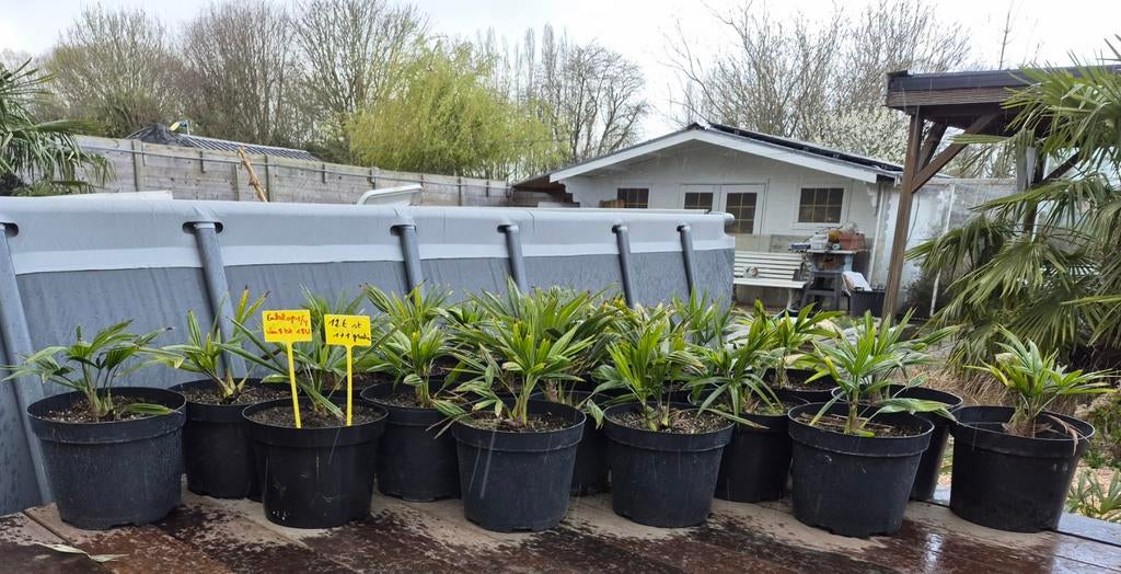 Trachycarpus Wagnerianus x Fortunei, Tuin en Terras, Planten | Bomen, Ophalen, Palmboom