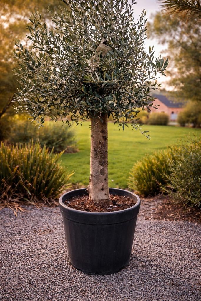 Terrasolijfboom Olea Europaea, Ophalen
