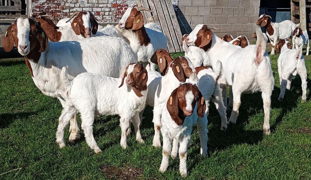 Boergeit miekes en bokken, Dieren en Toebehoren, Meerdere dieren, Geit