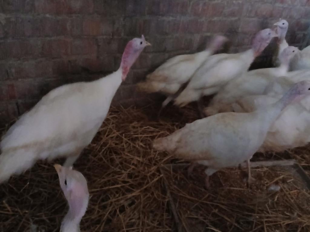 Midget white kalkoen koppel, Dieren en Toebehoren, Pluimvee, Kalkoen