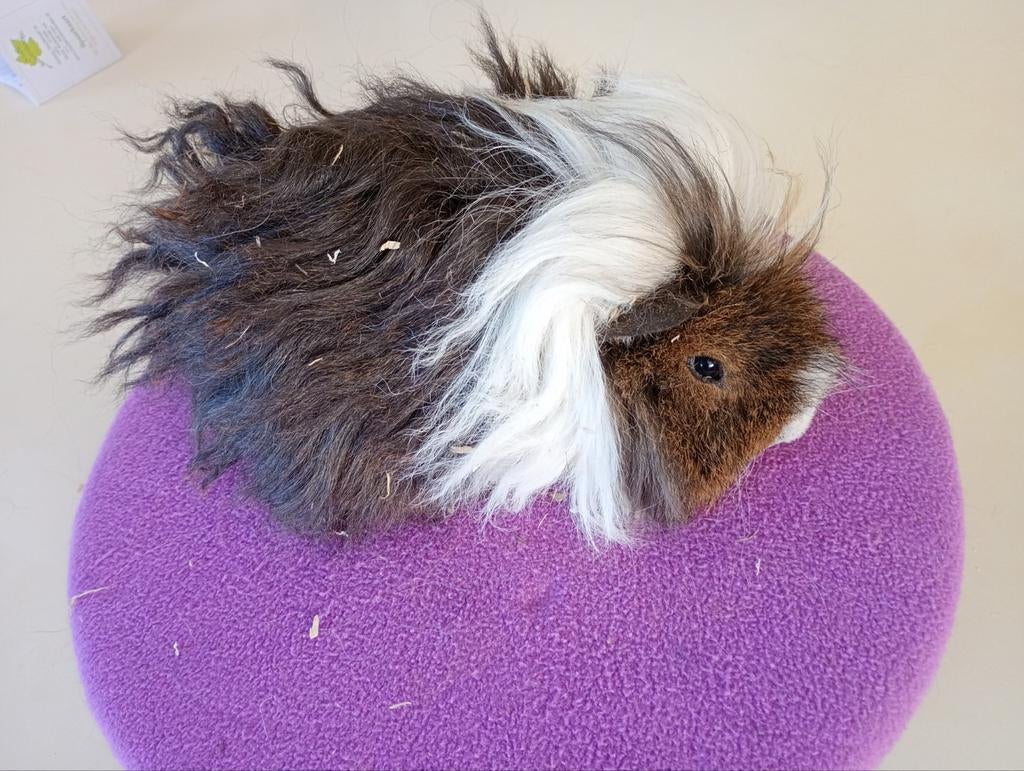 Lunkarya beer zoekt naar een nieuwe woning, Dieren en Toebehoren, Cavia, Mannelijk, Januari, Tam