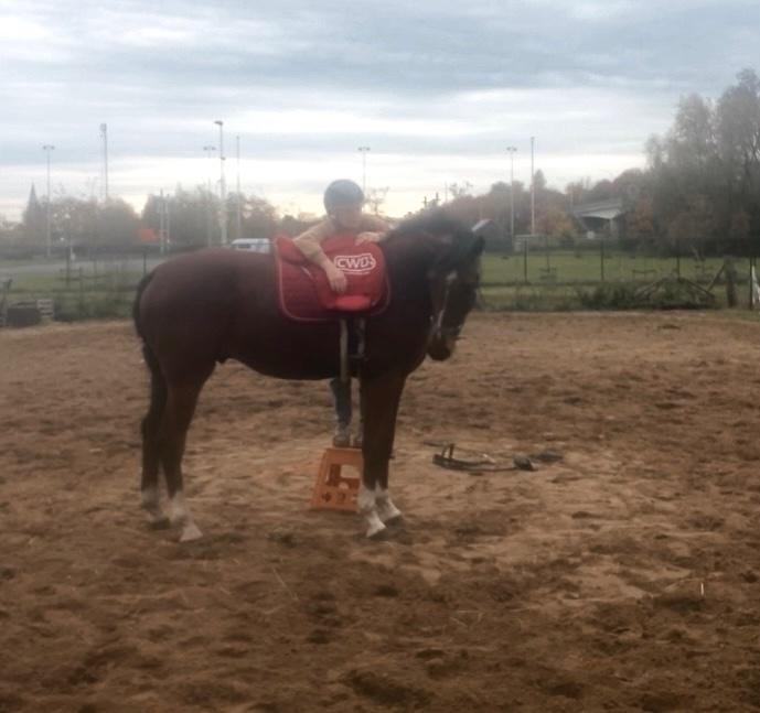 Zadelmak maken en doorrijden paarden en pony’s, Dieren en Toebehoren, Paarden, Meerdere dieren, Niet van toepassing