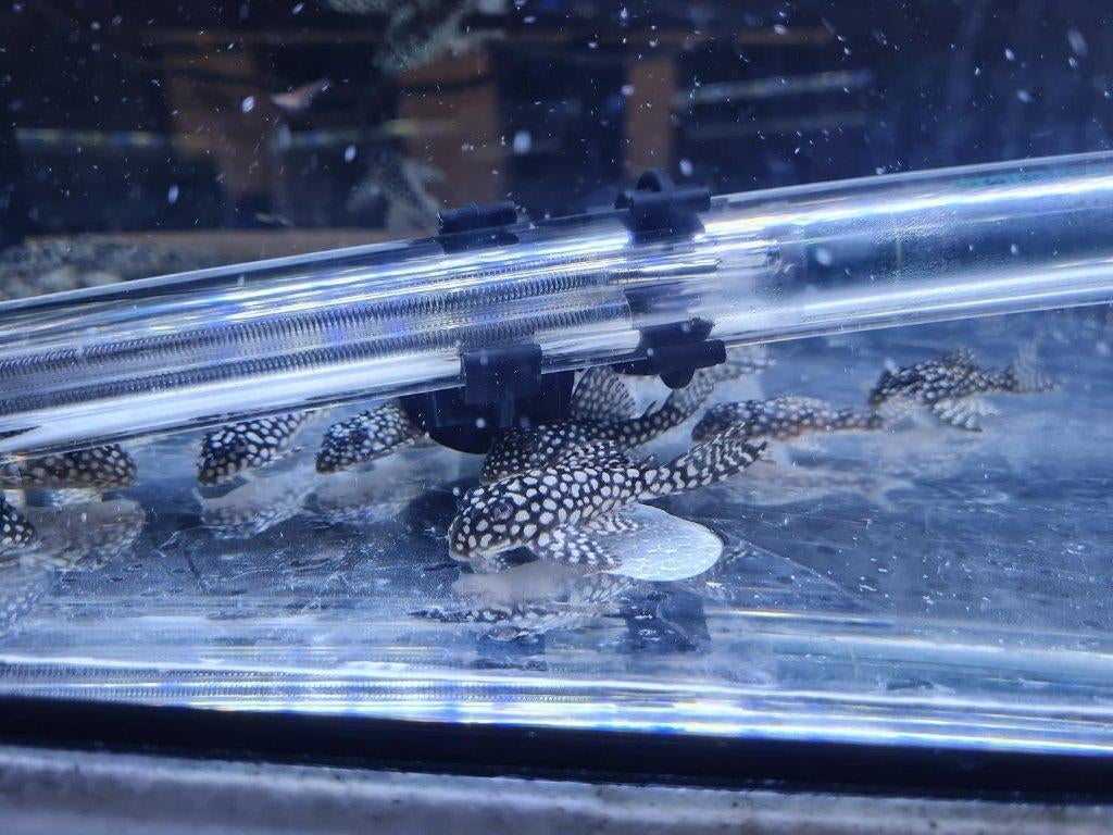 Bigspot L136/L136C grade 2, Dieren en Toebehoren, Ophalen