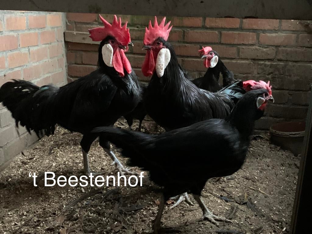 Minorca kippen, Dieren en Toebehoren