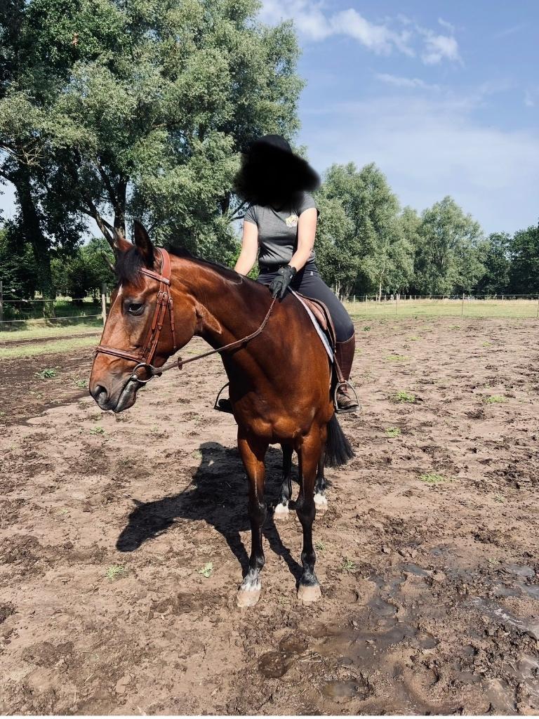 Paard te koop - Knappe ruin, Hongre, Débourré, 165 à 170 cm, Cheval de récréation