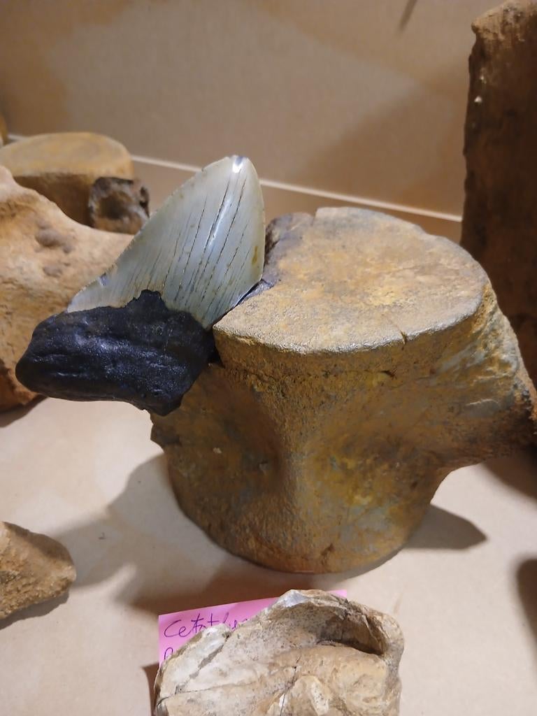 Megalodon op walviswervel, Verzamelen, Mineralen en Fossielen, Ophalen of Verzenden