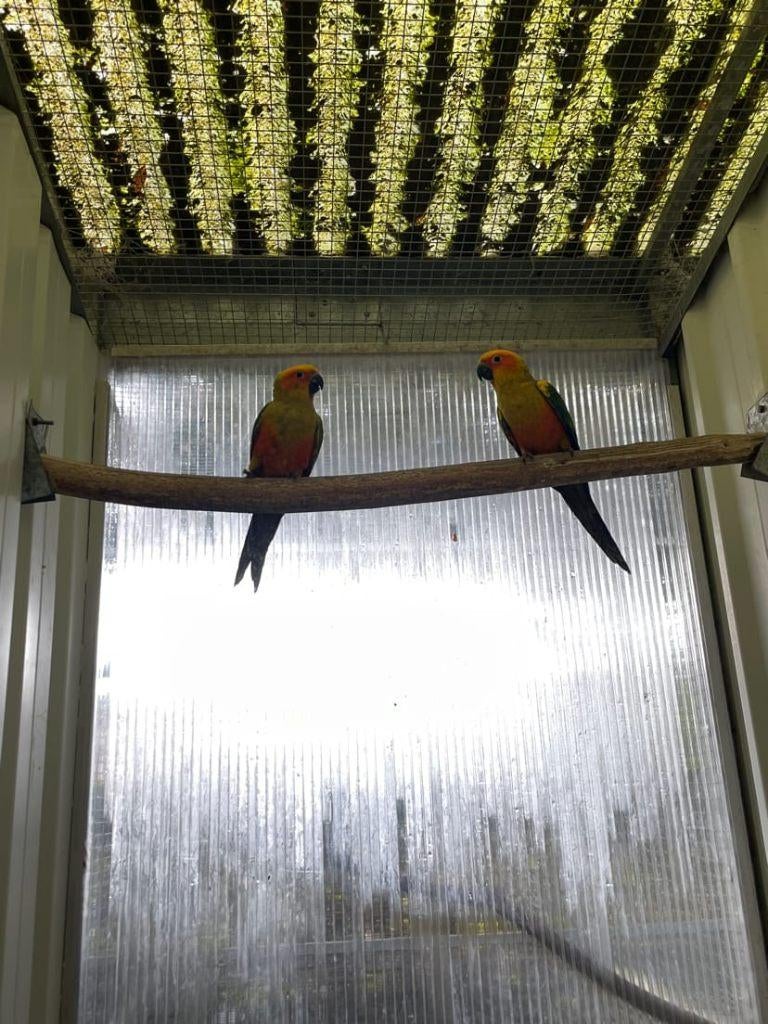 Parkiet, Sexe inconnu, Perruche, Bagué