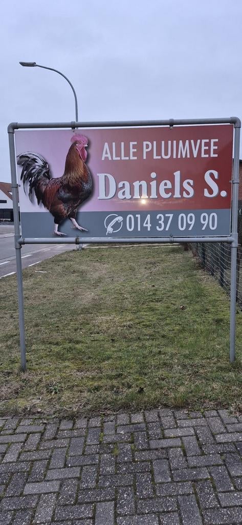 Pluimvee, Dieren en Toebehoren, Pluimvee