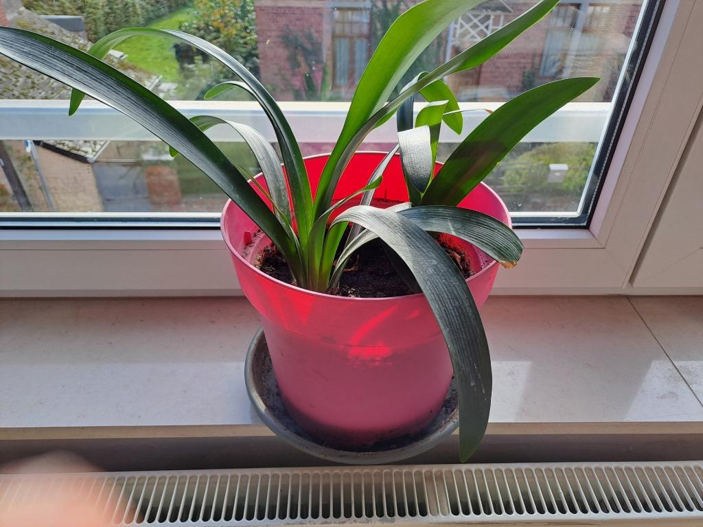 Lys Saint Joseph (Clivia minitia), Ophalen, Overige soorten, Halfschaduw, In pot