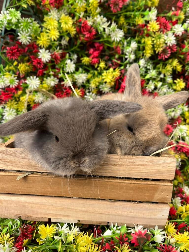 Nederlandse hangoor konijntjes, Animaux & Accessoires, Lapins, Nain, Oreilles tombantes