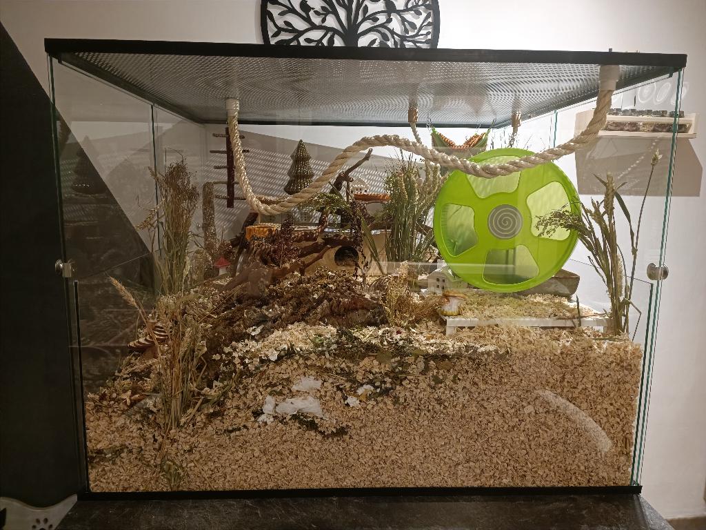 Grote muizenkooi van glas 100x93x76 op maat, Animaux & Accessoires, Neuf, Souris, Enlèvement ou Envoi, 75 à 110 cm