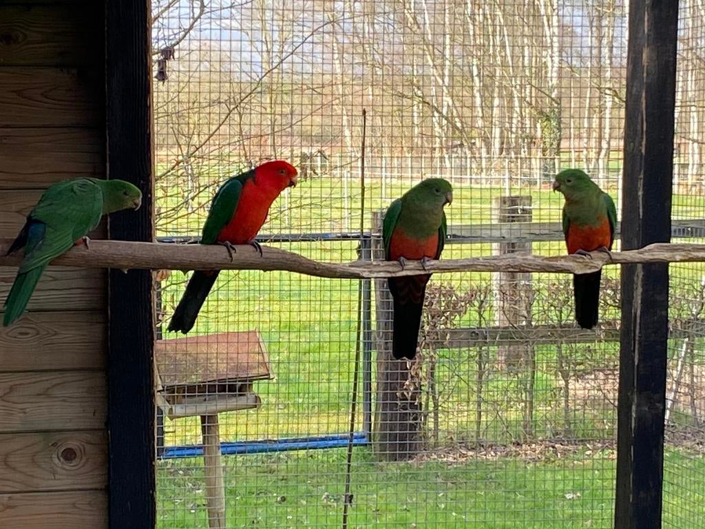 Koningsparkieten 2025, Animaux & Accessoires, Oiseaux | Perruches & Perroquets