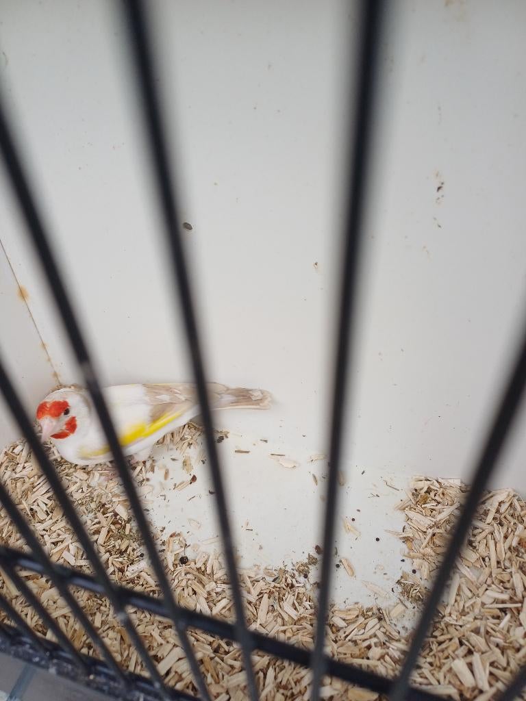 dieren vogel, Dieren en Toebehoren, Vogels | Overige Vogels, Geslacht onbekend, Wildzangvogel, Geringd