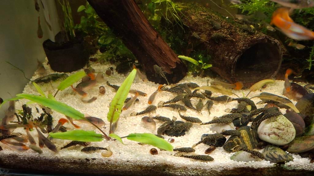 Algeneter jongen. Ancistrus.