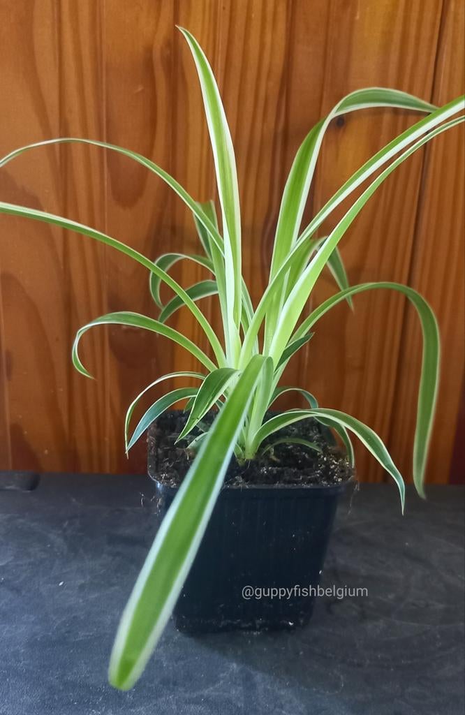 Chlorophytum comosum, Plein soleil, Moins de 100 cm, Enlèvement, Bonsai