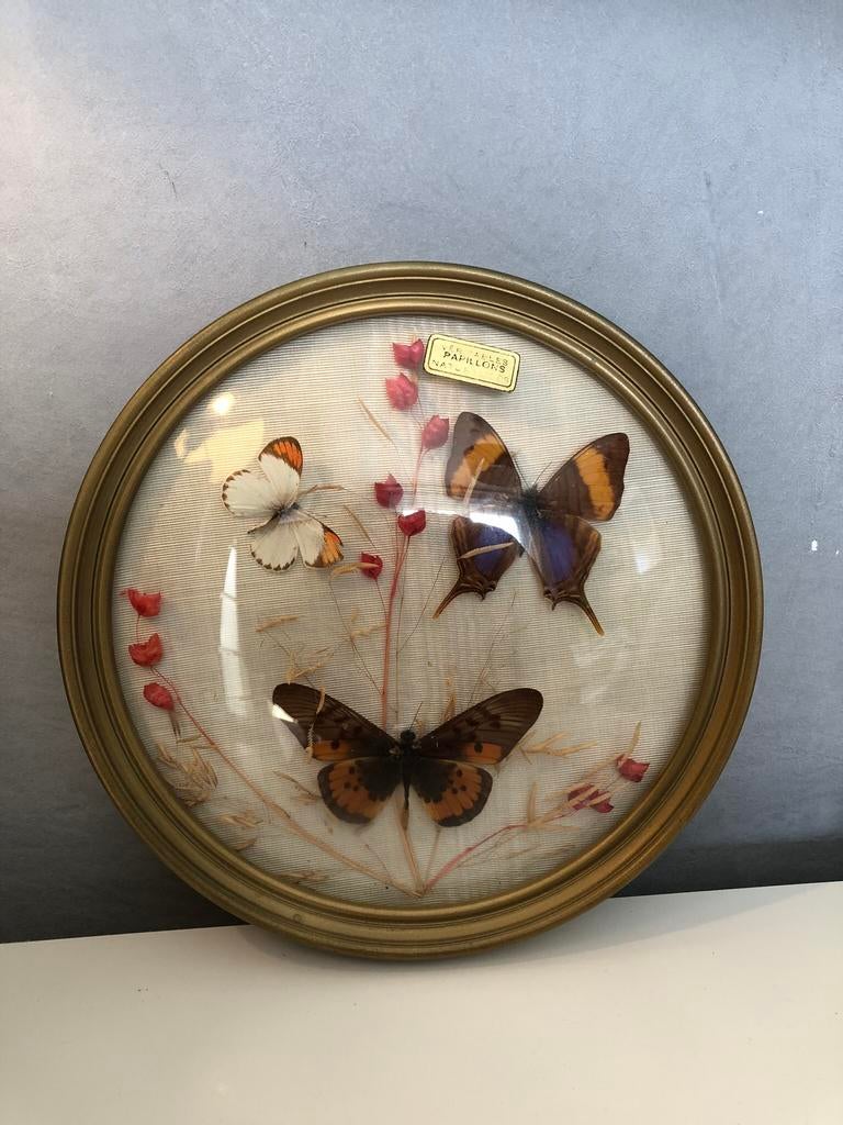 Cadre à papillons, Enlèvement ou Envoi, Utilisé, Insecte