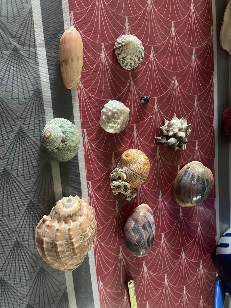 Schelpen, Ophalen of Verzenden, Schelp(en)