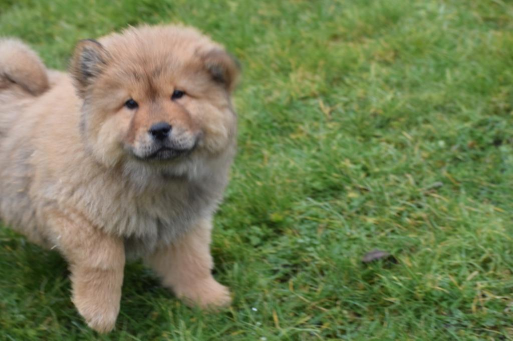 Chiots chow-chow, Animaux & Accessoires, Hépatite contagieuse (maladie de Rubarth), Plusieurs, Chien de traîneau, Belgique