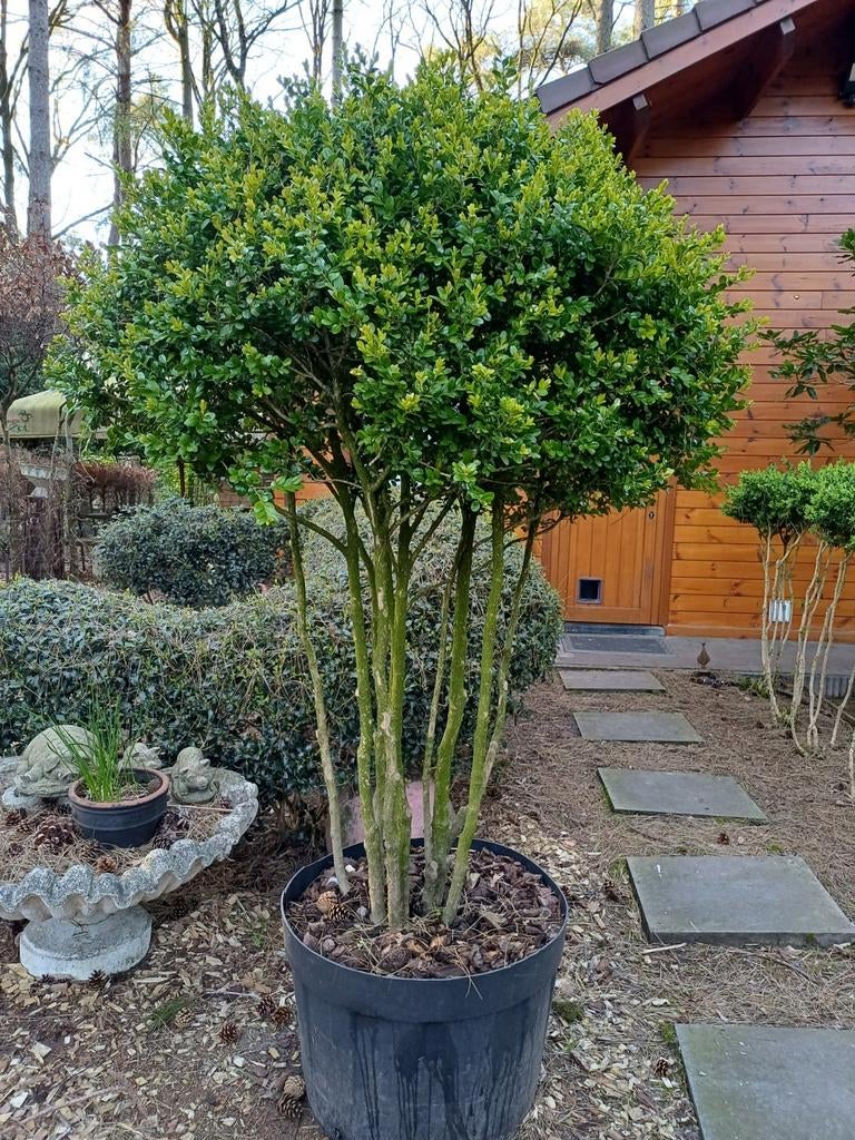 buxus meerstam, Tuin en Terras, Ophalen
