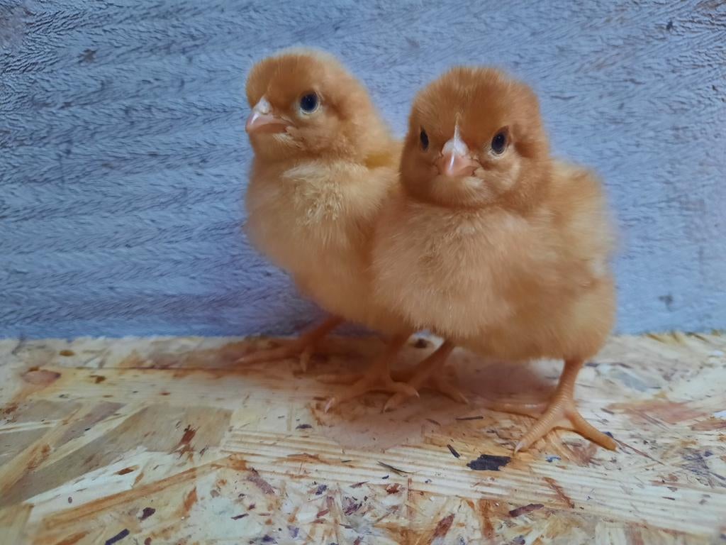 Schattige kuikens te reserveren voor pasen, Vrouwelijk, Kip