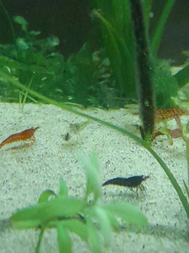 Mélange de crevettes