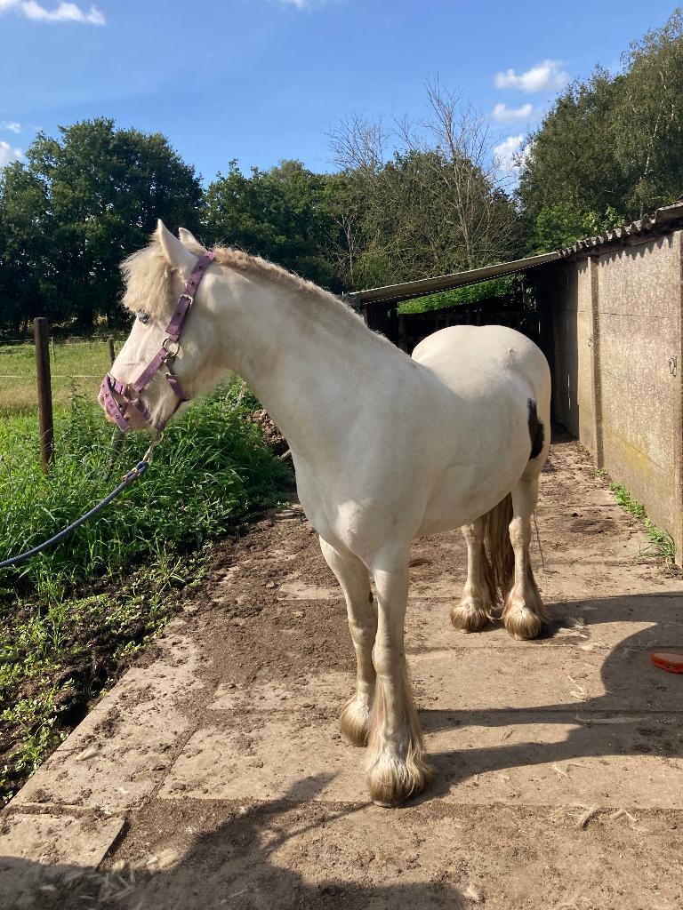 2 paarden te koop, Dieren en Toebehoren, Minder dan 160 cm, Zadelmak, 3 tot 6 jaar, Recreatiepaard