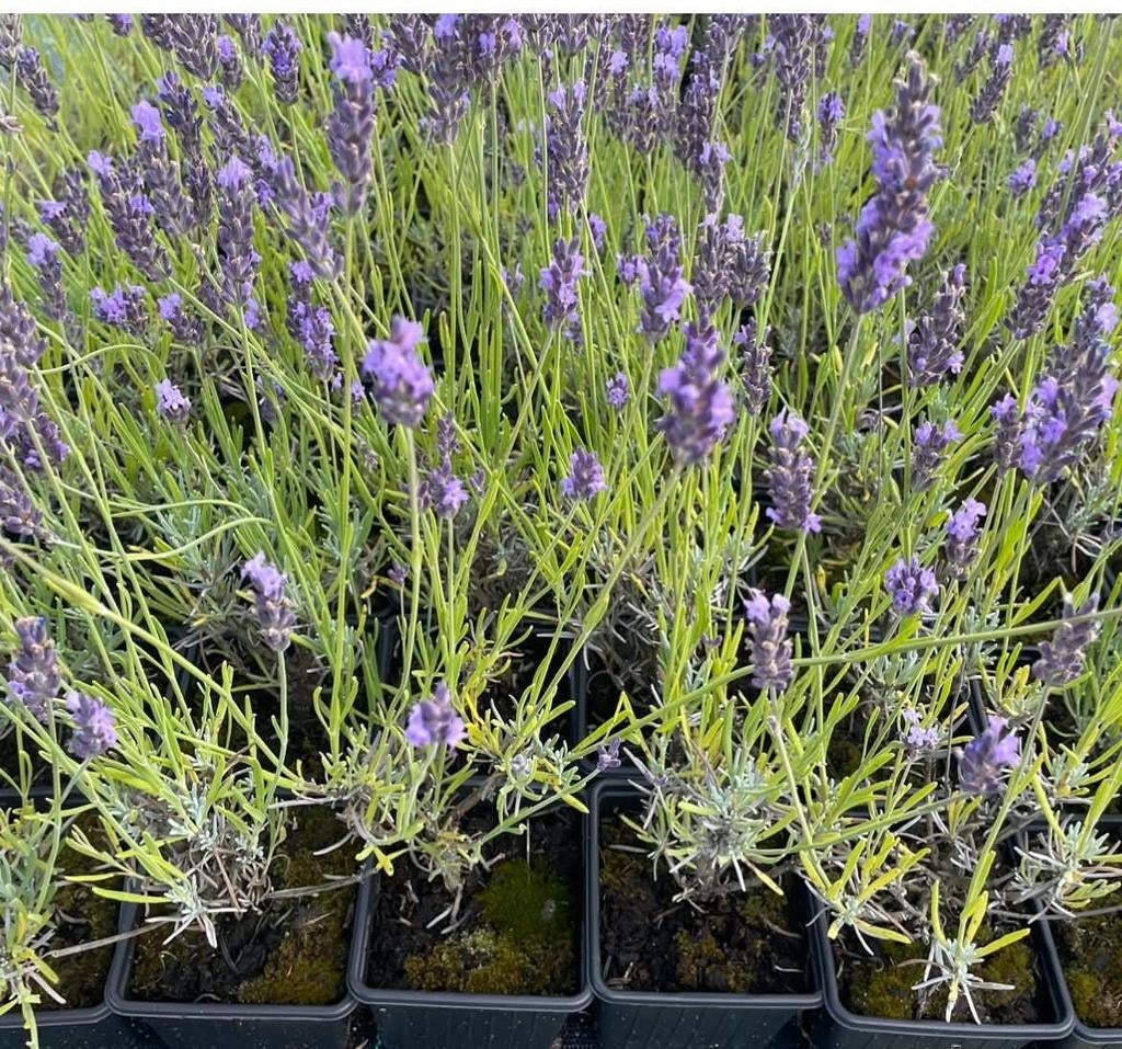 ‼️lavendel aan promoprijzen ‼️, Tuin en Terras, Planten | Tuinplanten, Ophalen