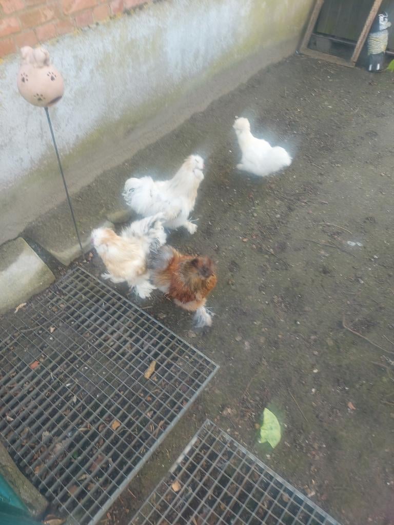 Zijdehoenders, Dieren en Toebehoren