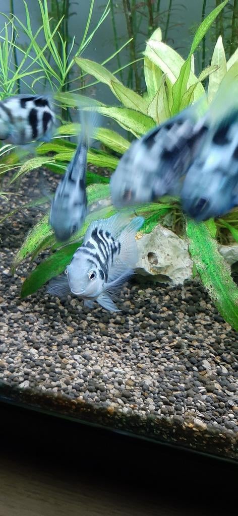 Bleu parrot chiclides te koop 2,5 euro, Dieren en Toebehoren